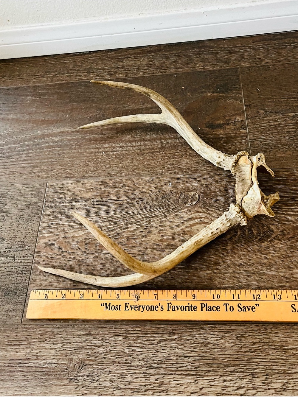 Natural Brown Deer Antler Wall Decor - Rustic Home Accent - Picture 3 of 8